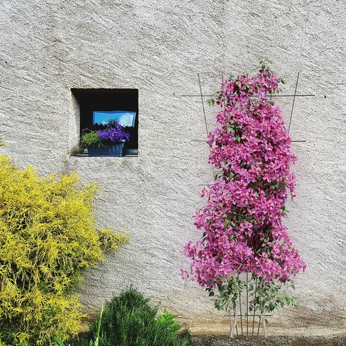 Soporte para plantas - enrejado de jardín estrechado 150 x 75cm - 4