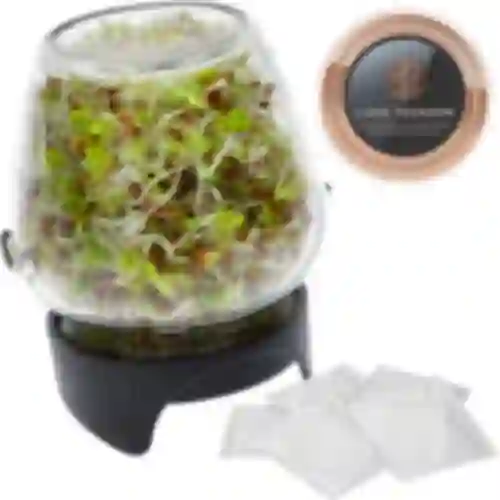 Germinador de frascos Twist-off + 5 semillas