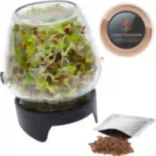 Germinador de tarro Twist-off + semillas