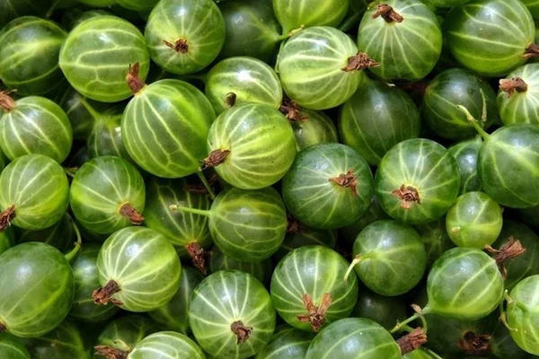 Agrestówka - licor de grosella espinosa