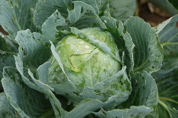 Col fermentada según la receta de la Sra. Sylwia