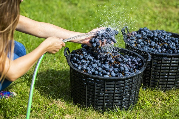 ¿Cómo hacer vino paso a paso?