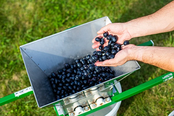 ¿Cómo hacer vino paso a paso?