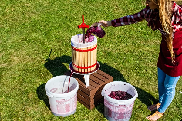 ¿Cómo hacer vino paso a paso?