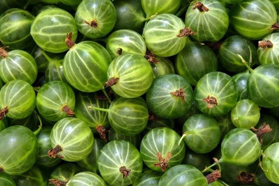 Browin Przepiśnik - Agrestówka - licor de grosella espinosa