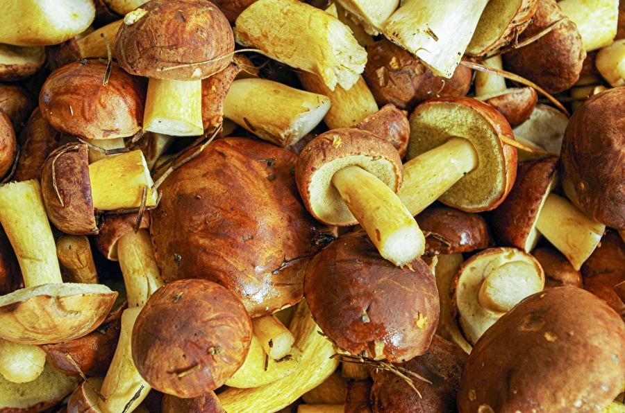 Browin Przepiśnik - Boletos encurtidos