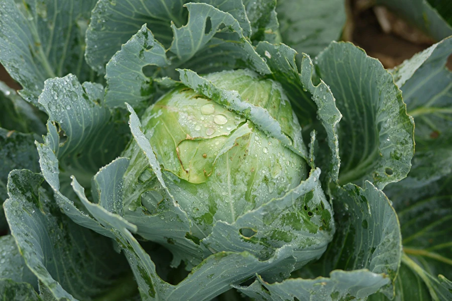 Browin Przepiśnik - Col fermentada según la receta de la Sra. Sylwia