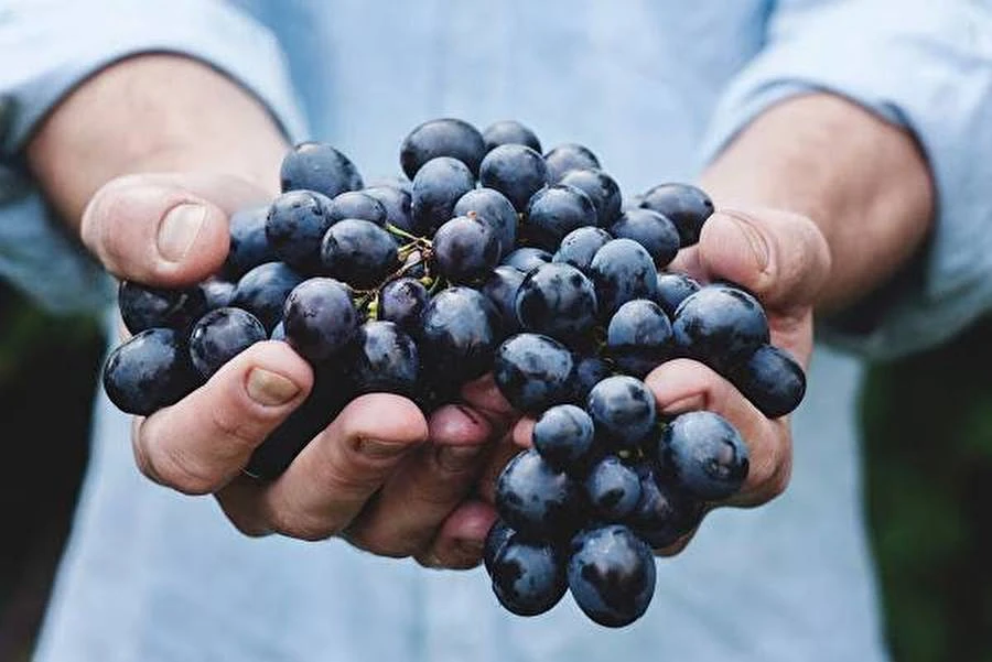 Browin Przepiśnik - Grappa casera