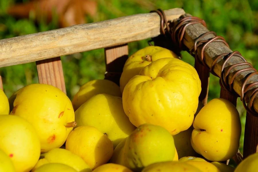 Browin Przepiśnik - Licor casero de membrillo