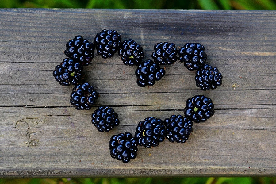 Browin Przepiśnik - Licor casero de moras