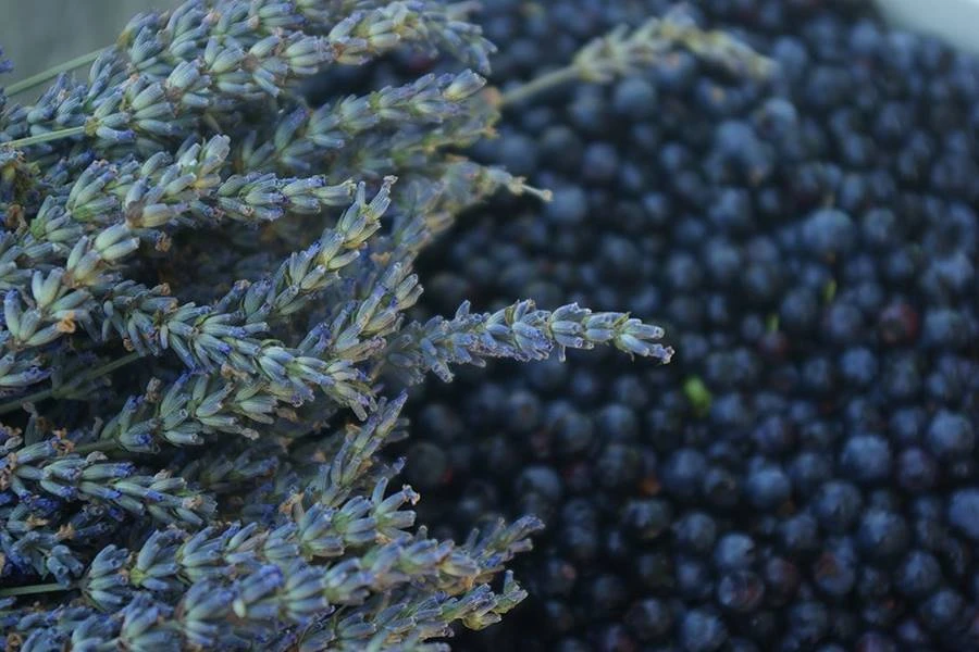 Browin Przepiśnik - Vino casero de lavanda y arándanos